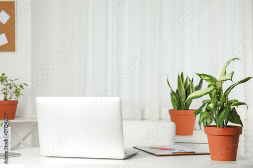 Laptop on table and houseplants in office interior, space for text