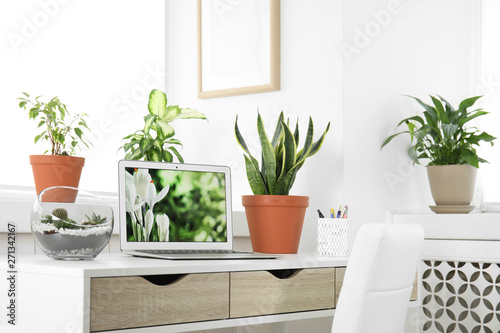 Houseplants and laptop on table in office interior