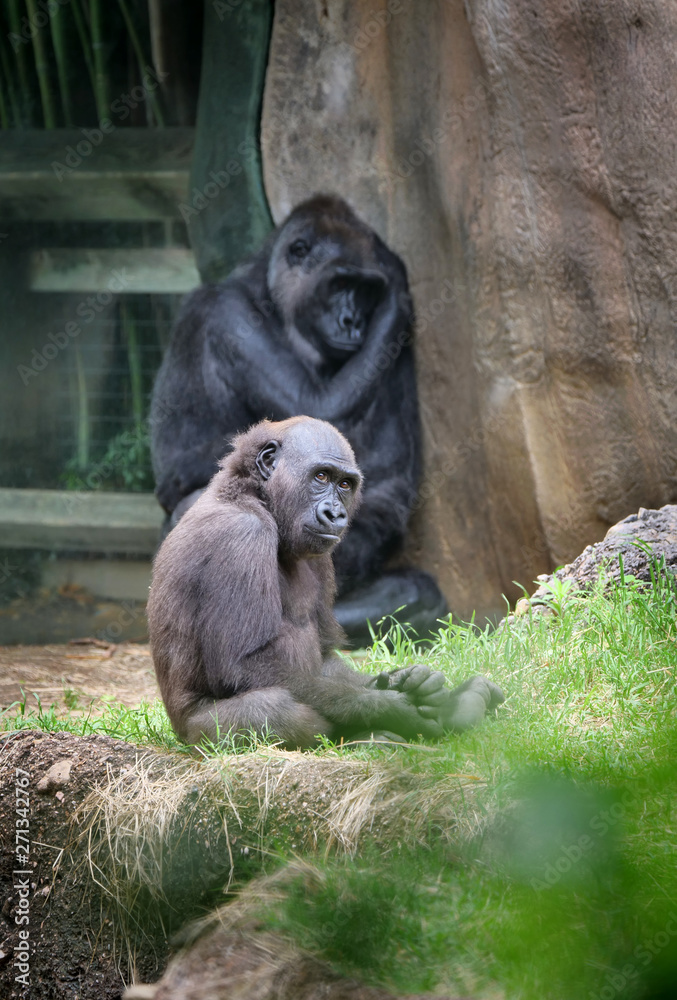 Gorilla baby under the watchful eye of mother