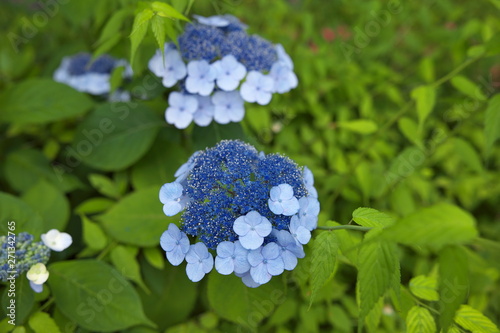紫陽花