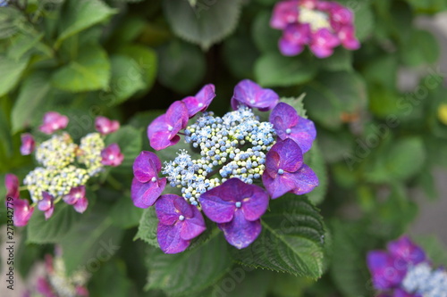 紫陽花