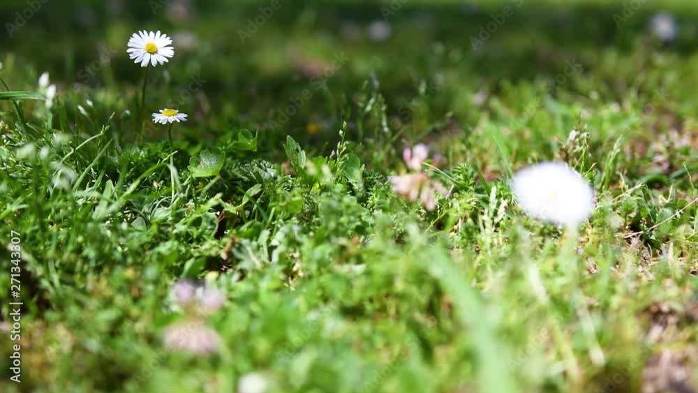 close-up of lawn with bee and daisies close-up of lawn with bee and daisies