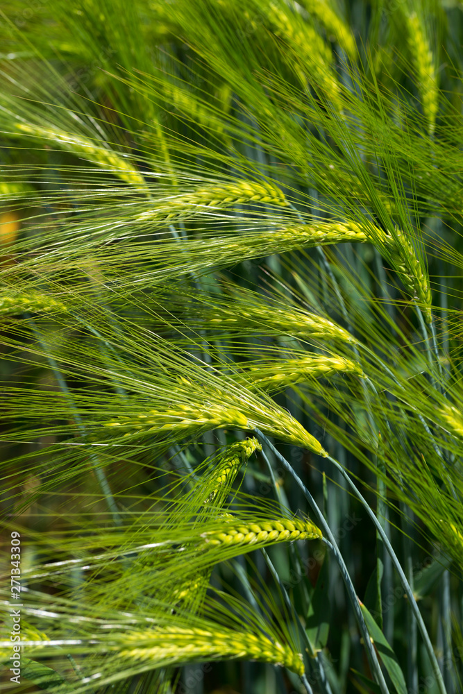 Detail of the green Barley Spike Detail of the green Barley Spike