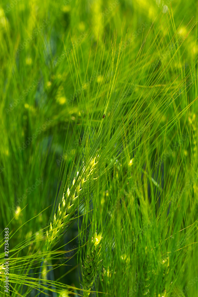Detail of the green Barley Spike Detail of the green Barley Spike