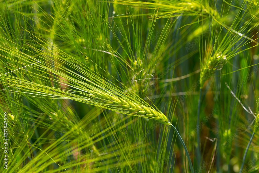 Detail of the green Barley Spike Detail of the green Barley Spike