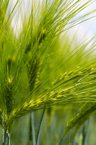 Detail of the green Barley Spike