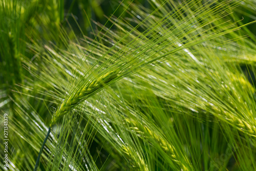 Detail of the green Barley Spike