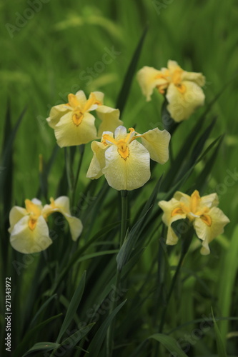 Fototapeta Naklejka Na Ścianę i Meble -  日本庭園に咲いた5本の黄色い花菖蒲