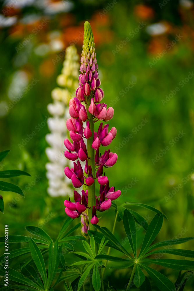 Blooming lupine flowers. A field of lupines. Violet and pink lupine in meadow. Blooming lupine flowers. A field of lupines. Violet and pink lupine in meadow.
