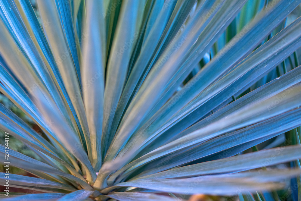 Fototapeta premium Green tropical plants on flowerbed in city