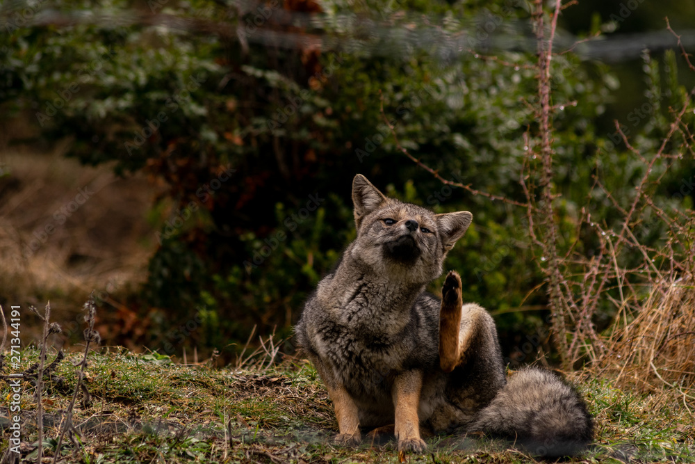 Fox scratching