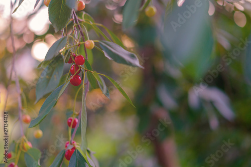 Cherries hanging on a cherry tree branch.