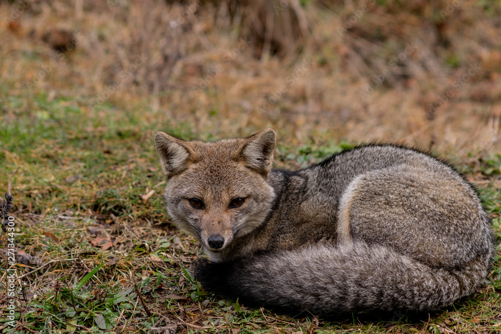Naklejka premium fox lying on the ground