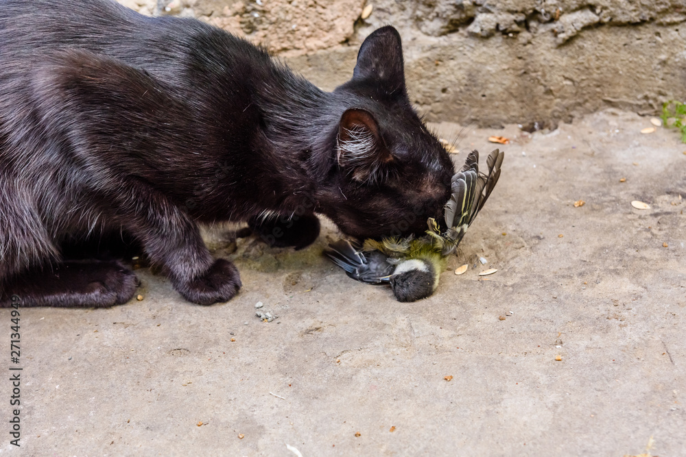 Domestic cat catched the bird in a garden