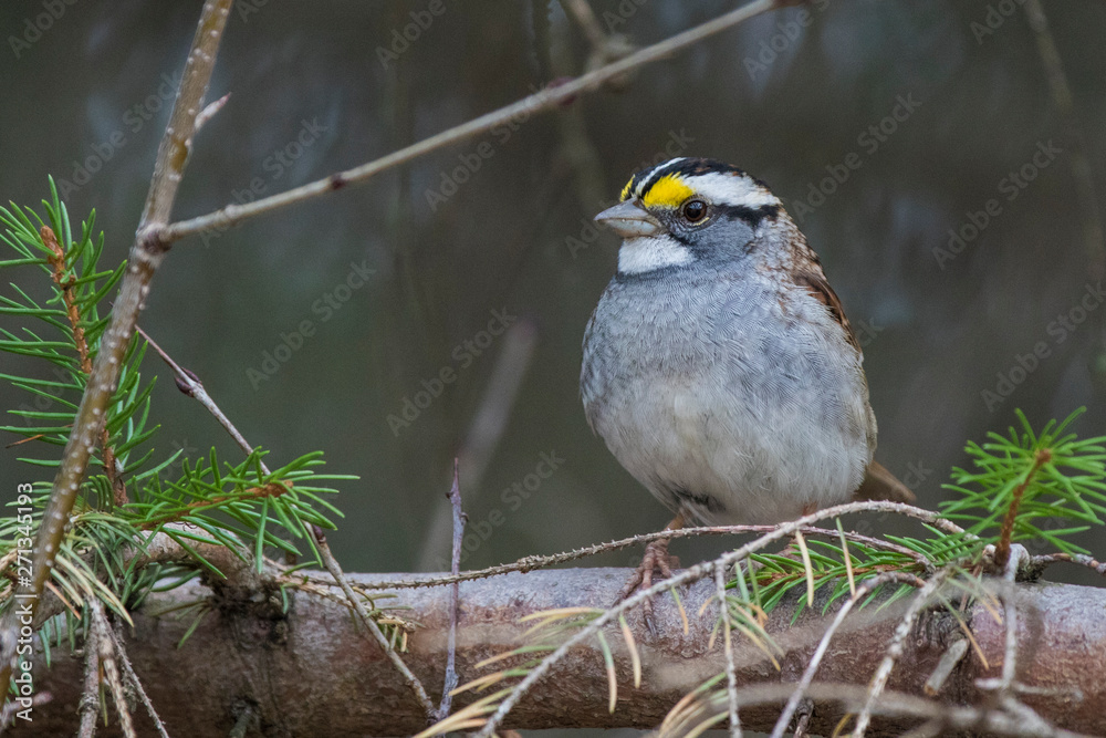 white-throated sparrow (Zonotrichia albicollis) in spring