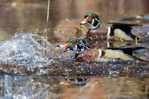 wood ducks males in fight