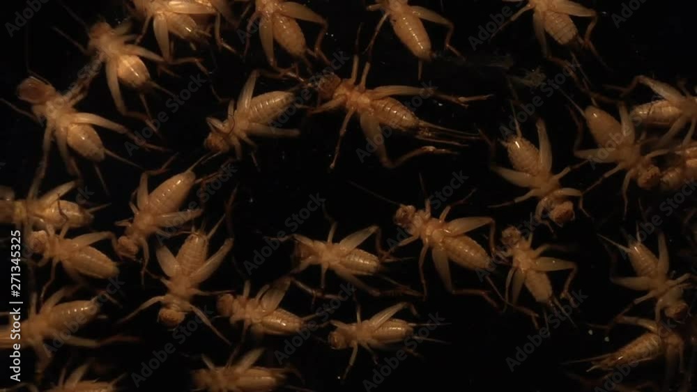 Top View Of Crickets Scurrying Against Dark Background Top View Of Crickets Scurrying Against Dark Background