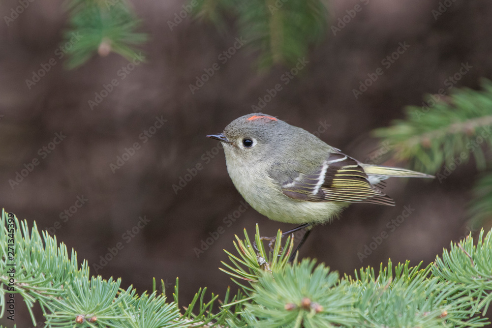 Naklejka premium Male ruby-crowned kinglet (Regulus calendula) in spring 
