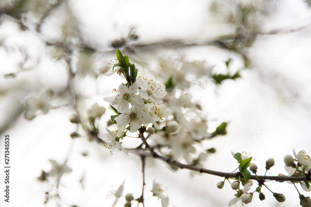 Flowers budding on a branch in the spring Flowers budding on a branch in the spring