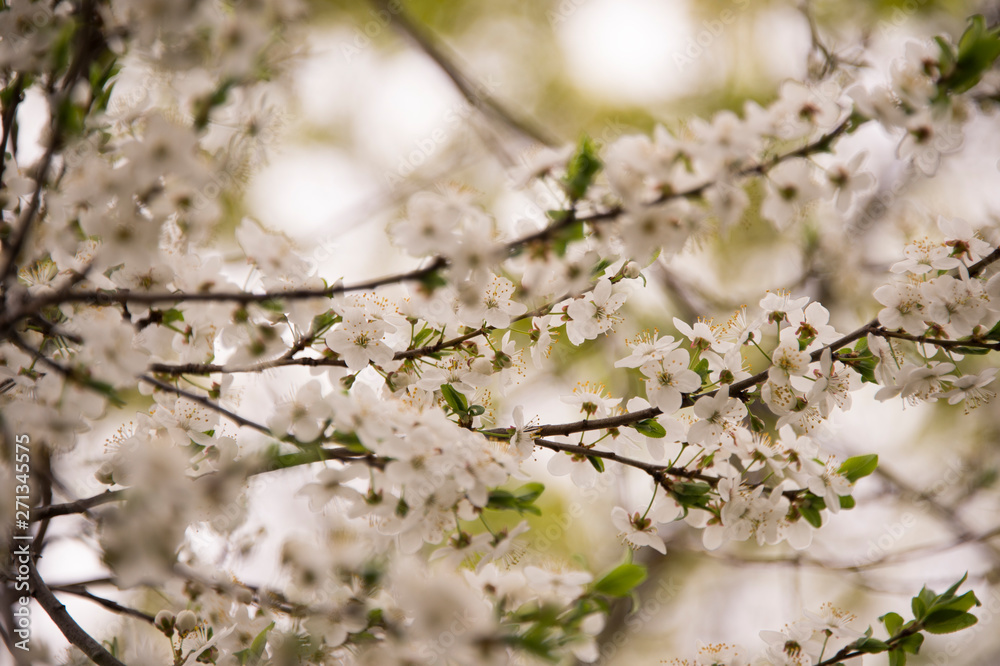 Flowers budding on a branch in the spring Flowers budding on a branch in the spring