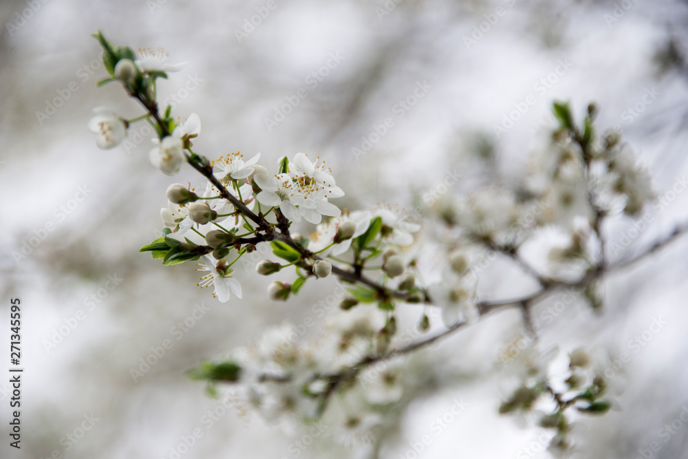 Flowers budding on a branch in the spring Flowers budding on a branch in the spring