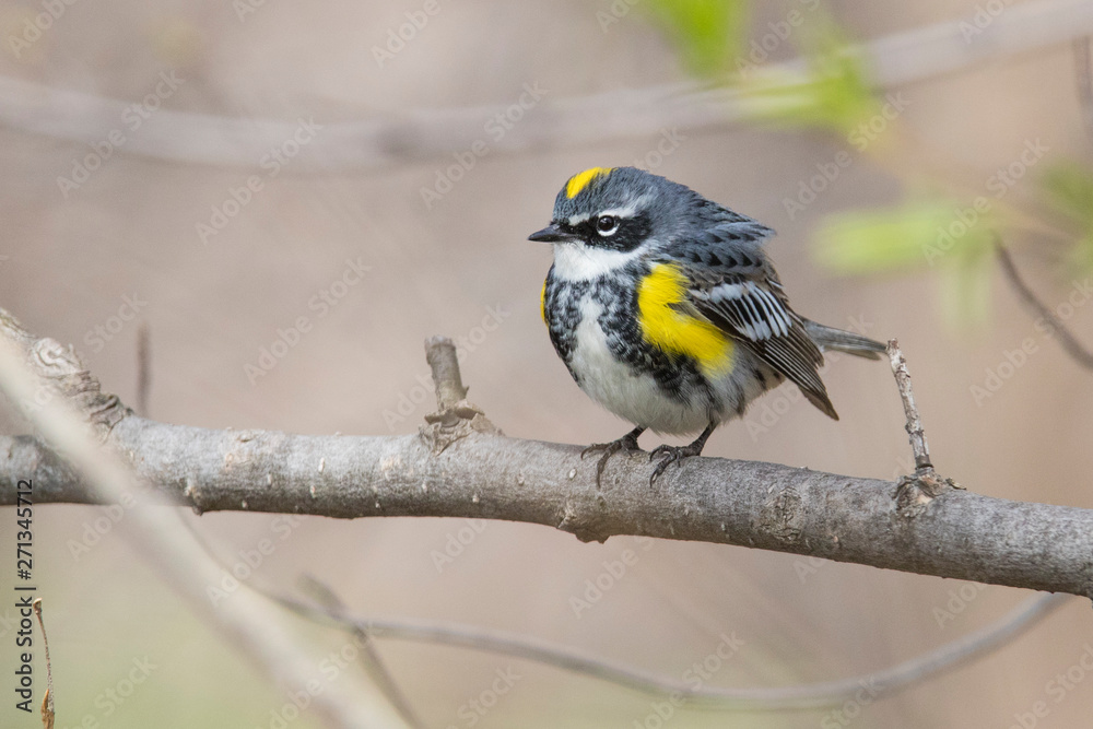Male yellow-rumped warbler (Setophaga coronata) in spring Male yellow-rumped warbler (Setophaga coronata) in spring