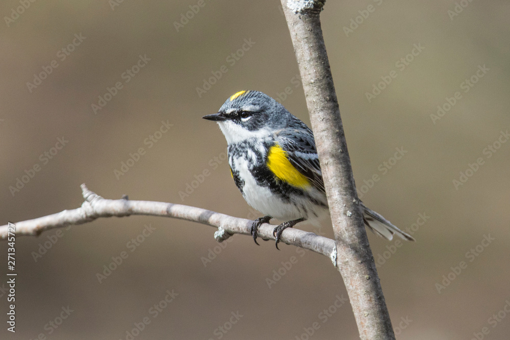 Fototapeta premium Male yellow-rumped warbler (Setophaga coronata) in spring