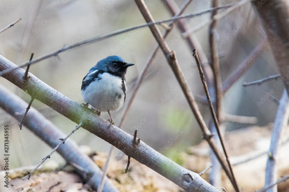 black-throated blue warbler (Setophaga caerulescens) black-throated blue warbler (Setophaga caerulescens)