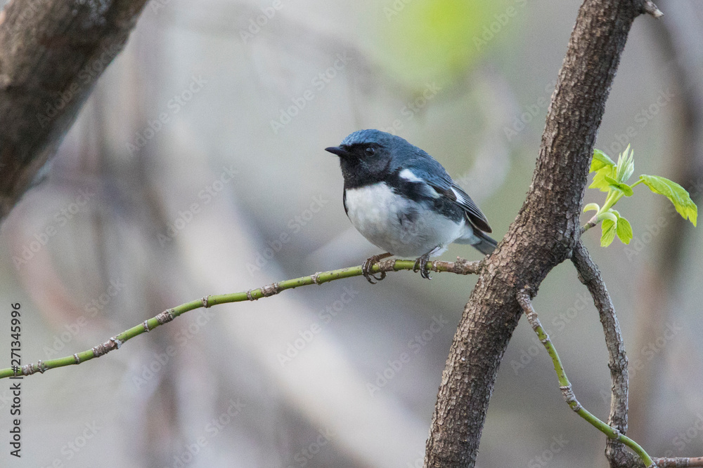black-throated blue warbler (Setophaga caerulescens) black-throated blue warbler (Setophaga caerulescens)