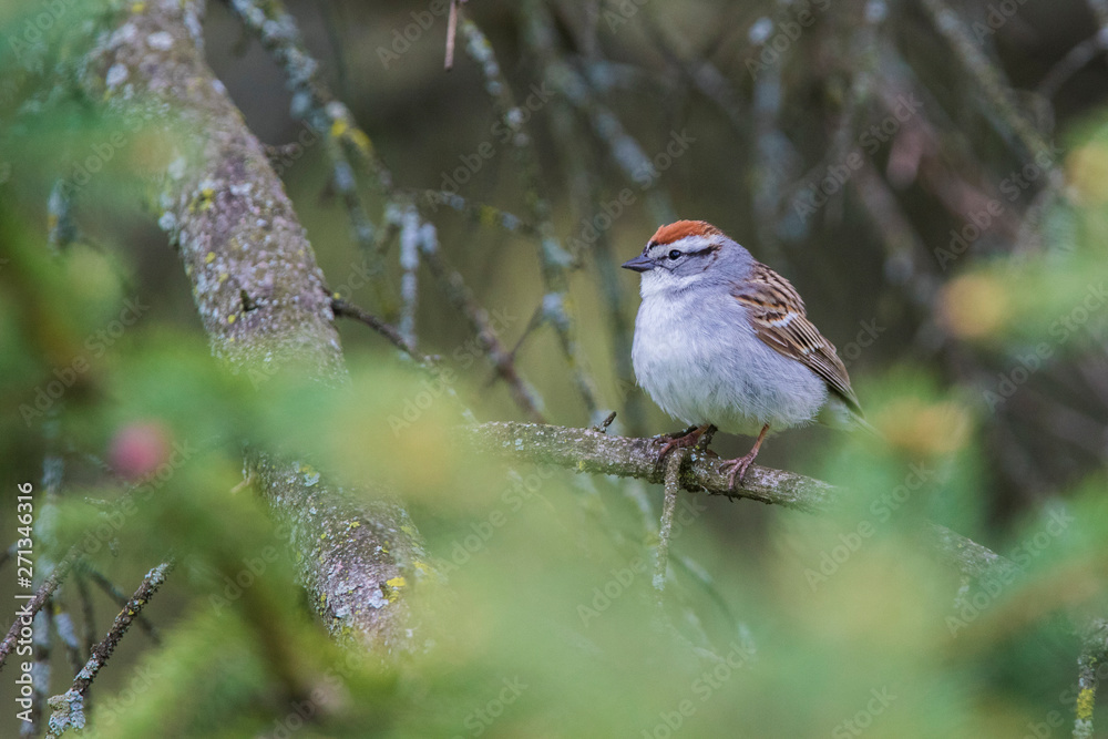 chipping sparrow (Spizella passerina) chipping sparrow (Spizella passerina)