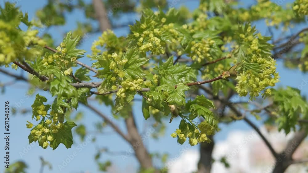 Spring flowering trees. Spring flowering maple. Spring flowering trees. Spring flowering maple.