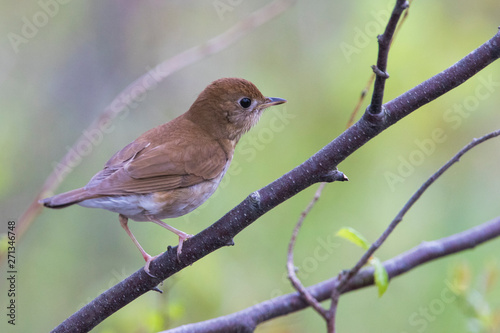 veery (Catharus fuscescens) in spring