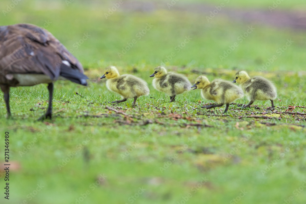 Cute Canada goose (Branta canadensis) babies Cute Canada goose (Branta canadensis) babies