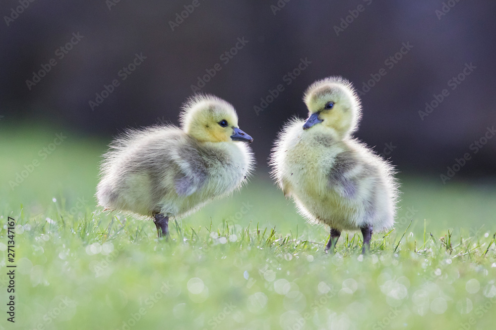 Cute Canada goose (Branta canadensis) babies Cute Canada goose (Branta canadensis) babies