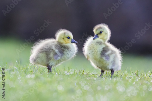 Cute Canada goose (Branta canadensis) babies © Mircea Costina