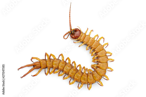 Image of dead centipedes or chilopoda isolated on white background. Animal. poisonous animals.
