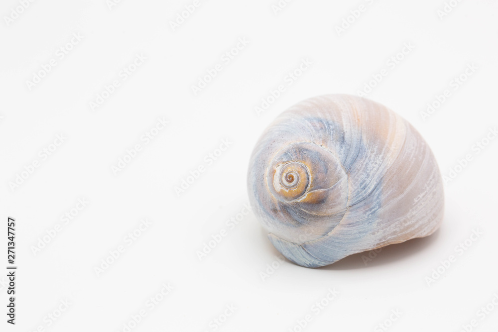 Shell Shell