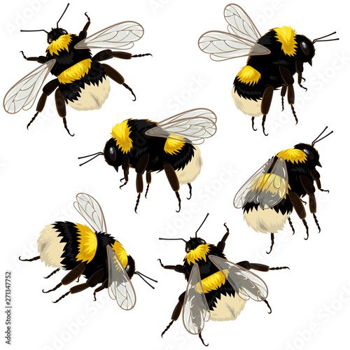 Leinwand Poster Set of bumblebees isolated on white background in different angles
