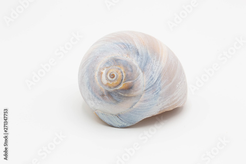 Pale shell