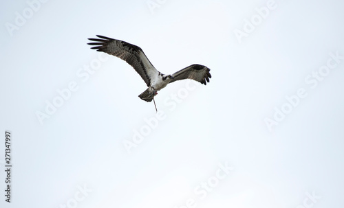 Osprey in Flight with Fish © Neil