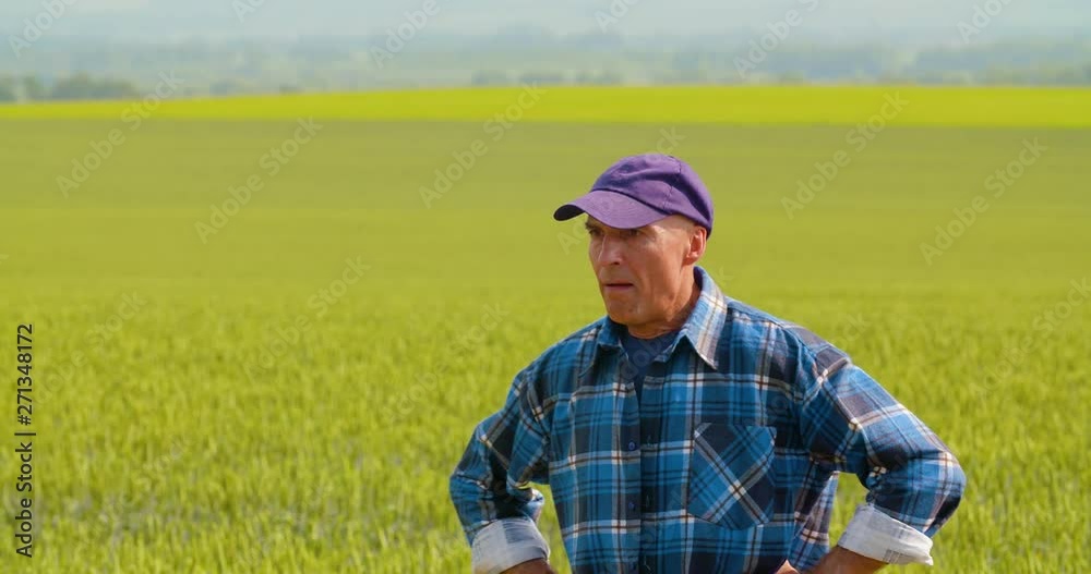 Male Farmer Analyzing Wheat While Making Report Male Farmer Analyzing Wheat While Making Report