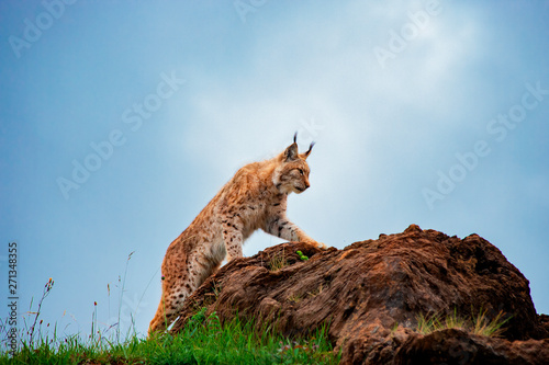 Photography lynx on a rock