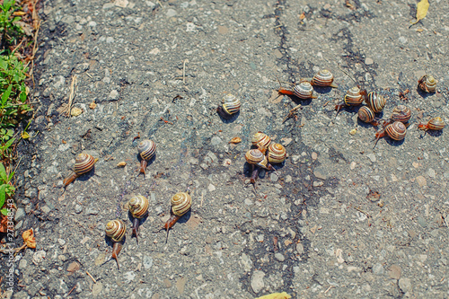 Closeup macro many little small forest garden land snails gastropod molluscs with yellow striped shell crawling on road in park forest. Wild animals outdoors.