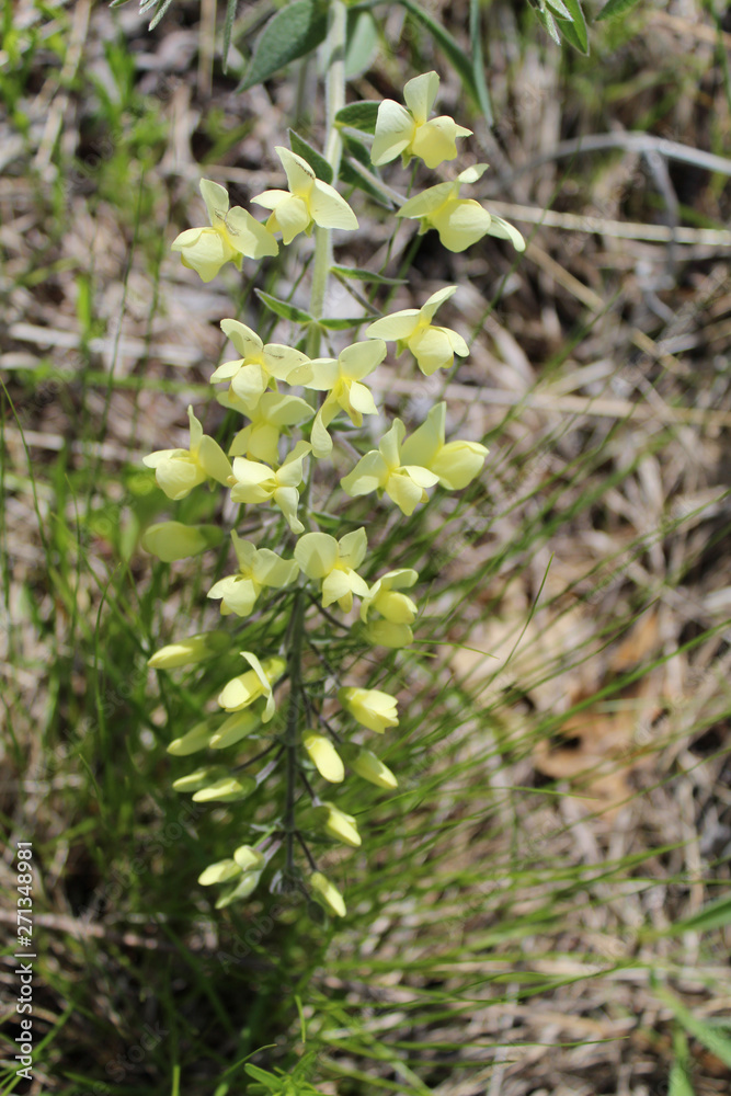 Cream wild indigo at Morton Grove, Illinois' Miami Woods Cream wild indigo at Morton Grove, Illinois' Miami Woods