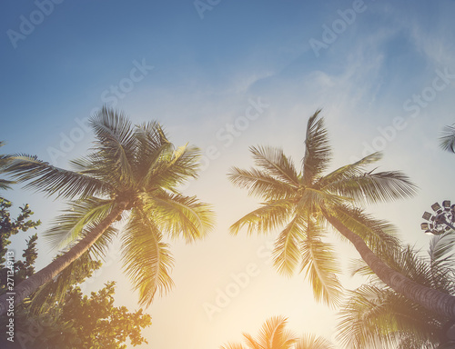Palm trees against blue sky Palm tree at tropical coast vintage toned and stylized coconut tree