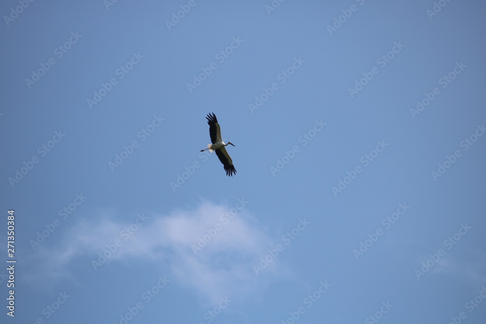 eagle in flight コウノトリ eagle in flight コウノトリ