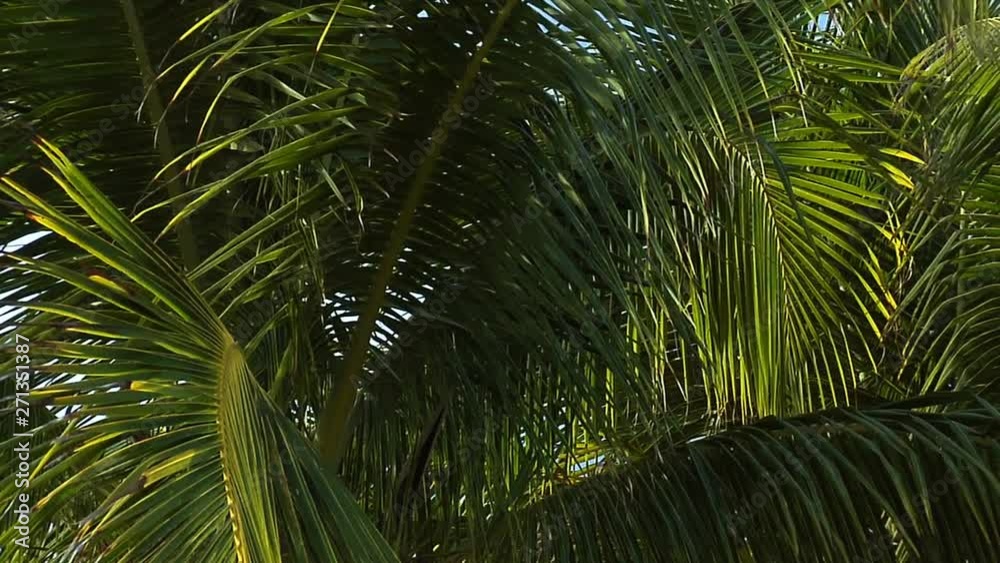 Slow Pan Through Fronds Of Palm Tree In Breeze Slow Pan Through Fronds Of Palm Tree In Breeze