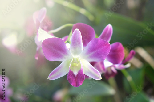 Orchid flower in tropical garden close up. Floral background.