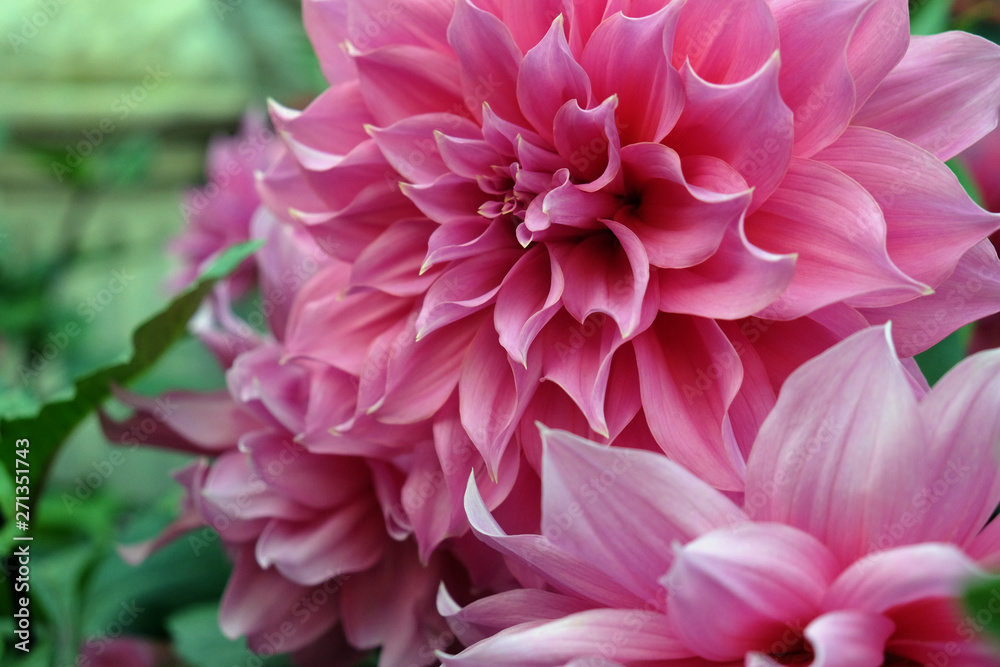 Beautiful pink dahlia fresh flower blossoming in the garden