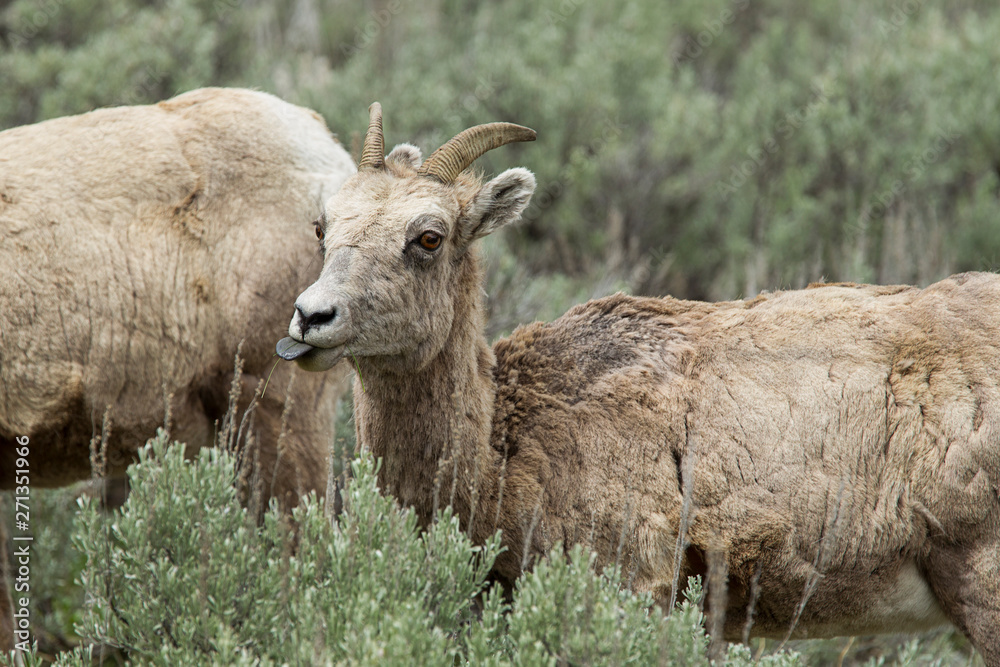 Young bighorn sheep with its tongue out.